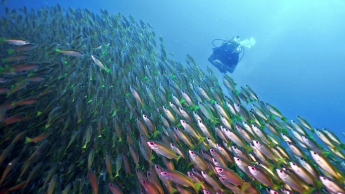 女子水肺潜水与一群热带鱼在大自然中快乐