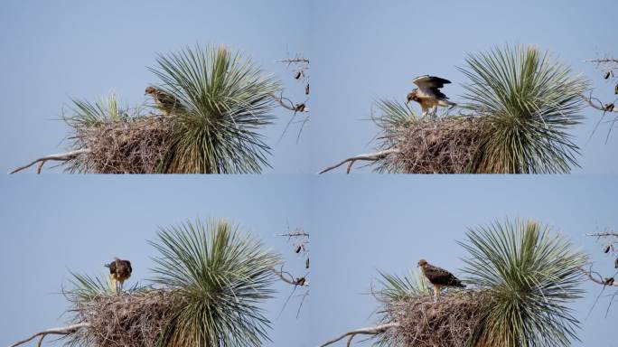 红尾鹰巢：新墨西哥州
