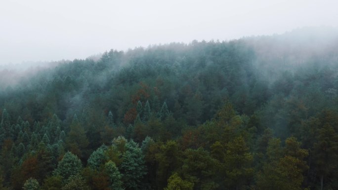云雾森林天然氧吧生态保护青山绿树云雾缭绕