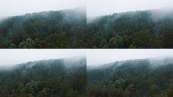 云雾森林天然氧吧生态保护青山绿树云雾缭绕