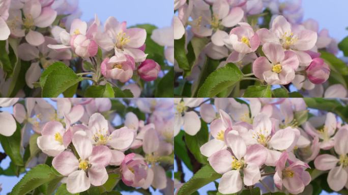 桃花在蓝色背景下以水平格式延时4k视频旋转并绽放。桃李在春天开花的视频。