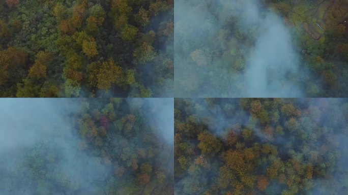 航拍云雾森林原始森林山间云雾天然氧吧
