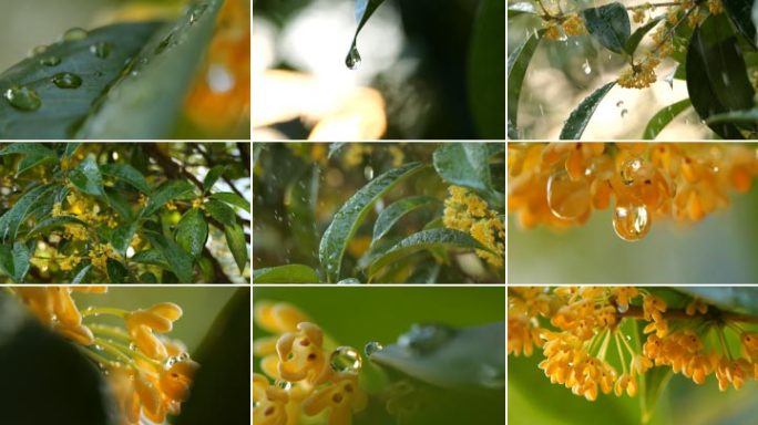 桂花 花朵雨滴 树叶雨水