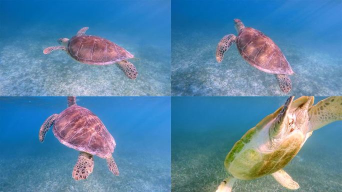 加勒比海中的绿海龟，阿库马尔湾-墨西哥金塔纳罗奥里维埃拉玛雅/科苏梅尔