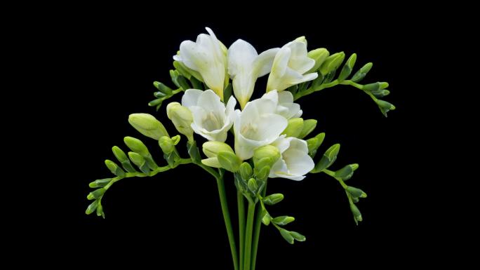 Freesia白色花朵