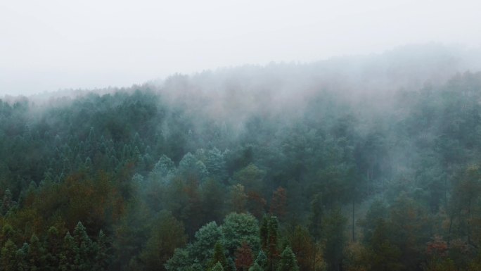 航拍云雾森林唯美空镜自然森林保护早晨雾气