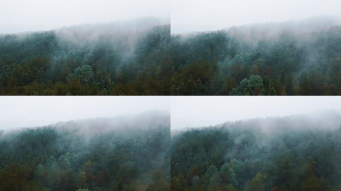 航拍云雾森林唯美空镜自然森林保护早晨雾气