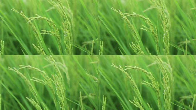 五常大米水稻素材稻苗