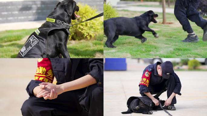 警犬训练警犬养殖缉毒犬训练2