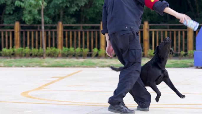 警犬训练警犬养殖缉毒犬训练6