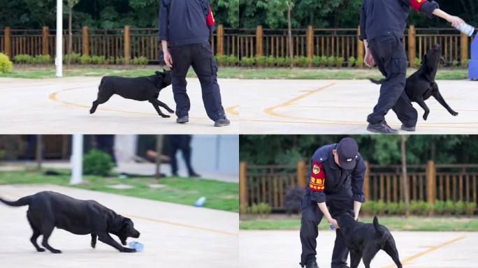 警犬训练警犬养殖缉毒犬训练6