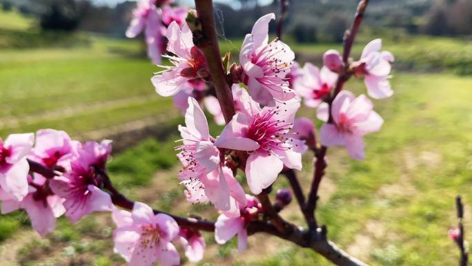 桃花树粉红色桃花朵朵开春天唯美