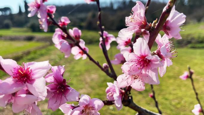 桃花树粉红色桃花朵朵开春天唯美