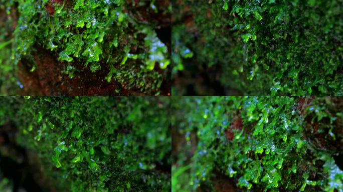 绿色植被苔藓石壁上的植被丛林绿植