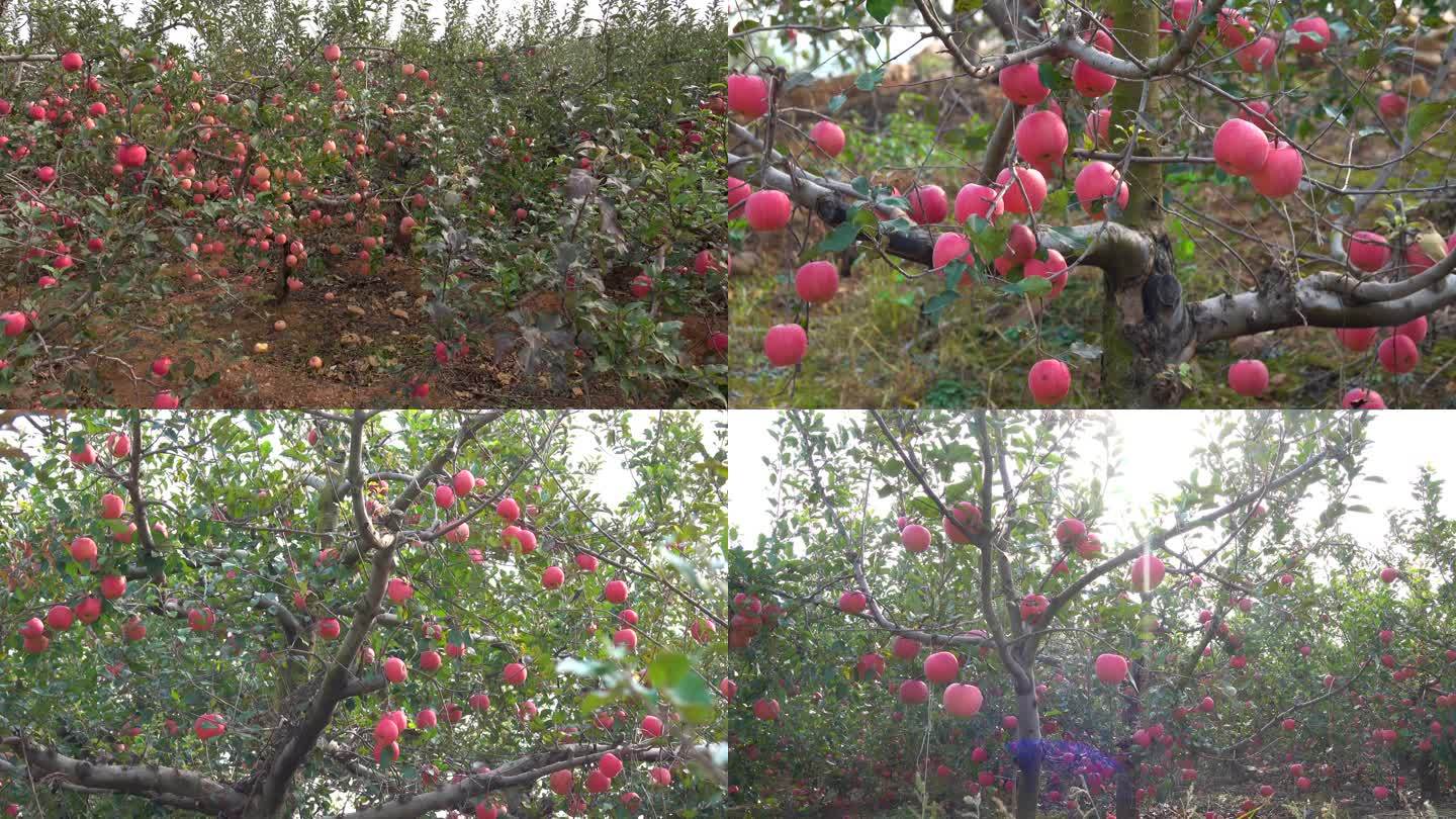 【4k原创】苹果园的苹果熟了