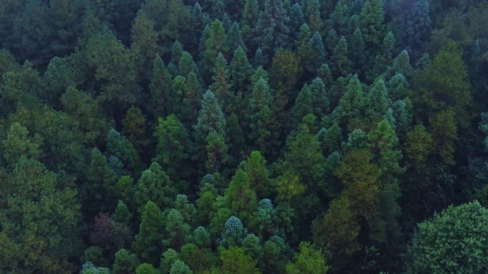 原始森林生态保护天然氧吧大片林场青山绿水