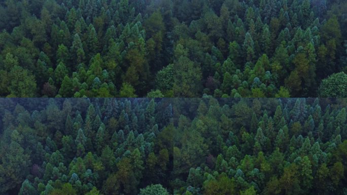 原始森林生态保护天然氧吧大片林场青山绿水