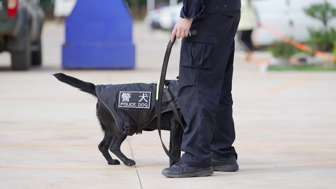 警犬训练警犬养殖缉毒犬训练3