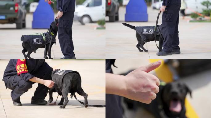 警犬训练警犬养殖缉毒犬训练3