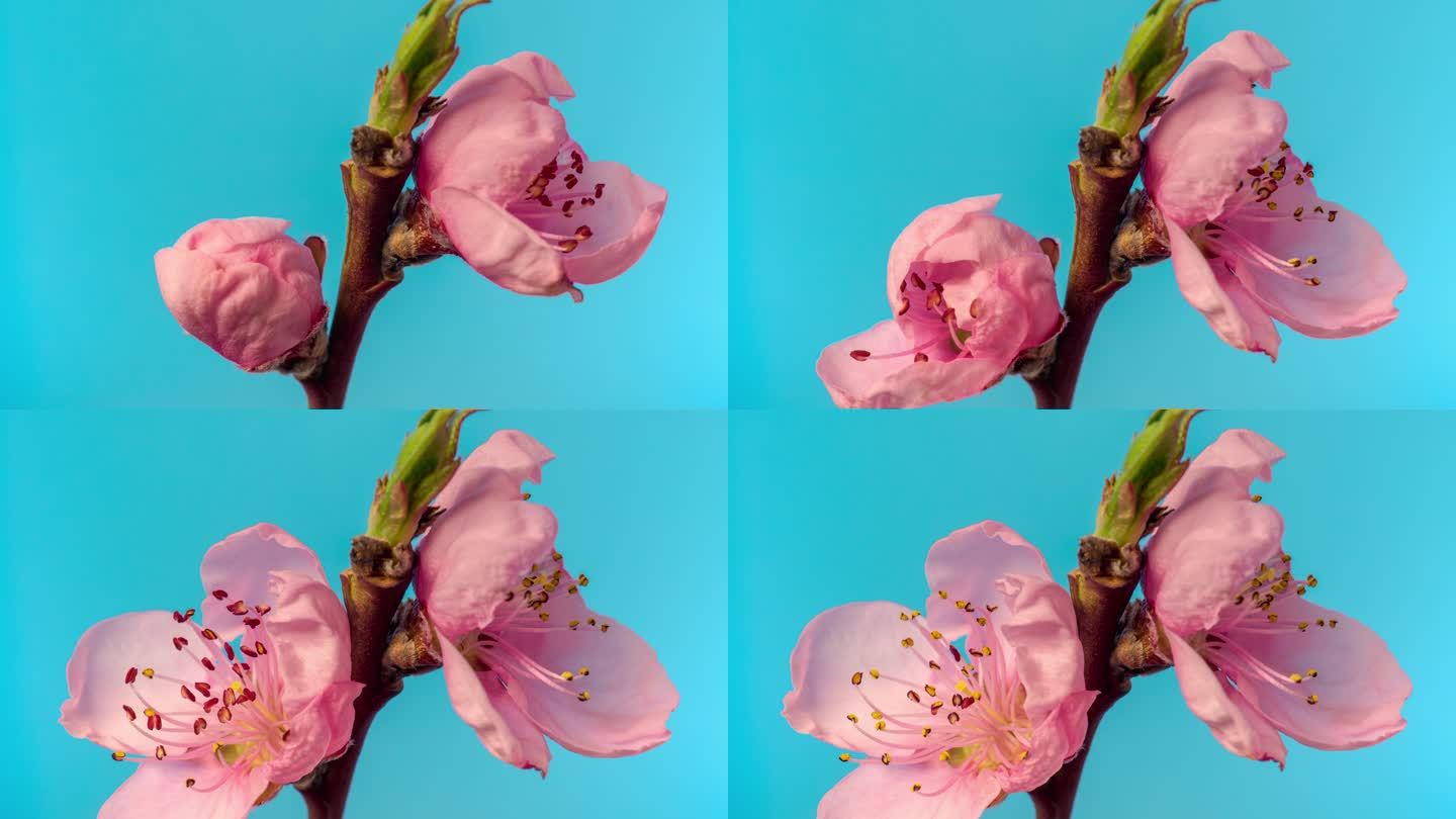 桃花在蓝色背景下绽放在水平格式的延时4k视频中。桃李在春天开花的视频。