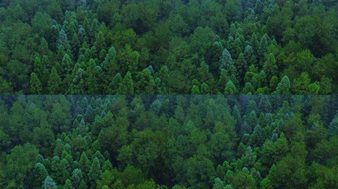 森林天然氧吧宣传片开场生态保护原始森林