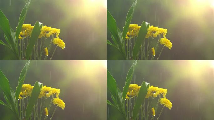 黄花雨II慢毛毛细雨抒情浪漫治愈回忆感动