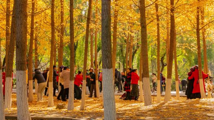 秋季金黄银杏树林拍照的人们