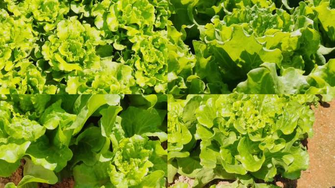 农业农场菜园菜地菜田蔬菜种植青菜生菜特写