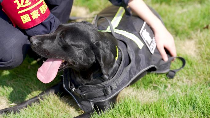 警犬训练警犬养殖缉毒犬训练8