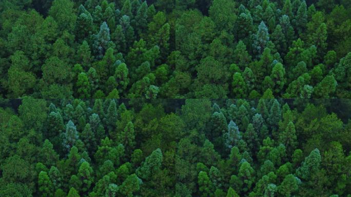 航拍原始森林自然保护生态保护宣传片