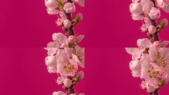 桃花在水平格式的延时4k视频中绽放，带有复制空间。桃李在春天开花的视频。垂直相机移动。