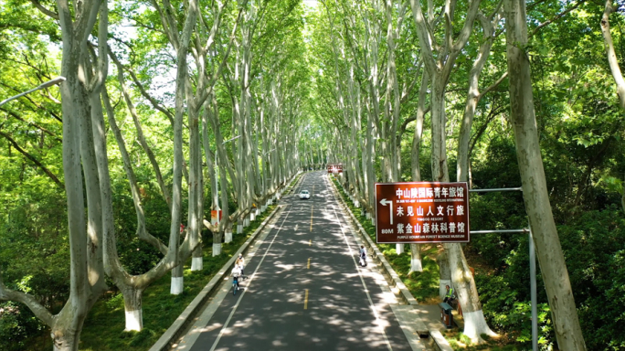 南京梧桐树下的交通车流