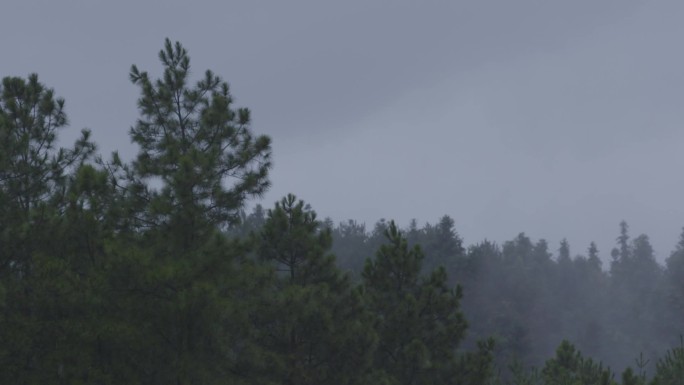 雨天松树林