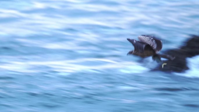 海鹰捕鱼狩猎
