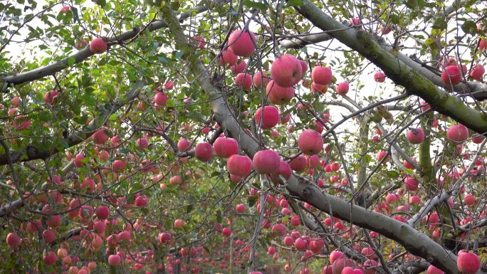【4k原创】苹果园诱人的红苹果 苹果熟了