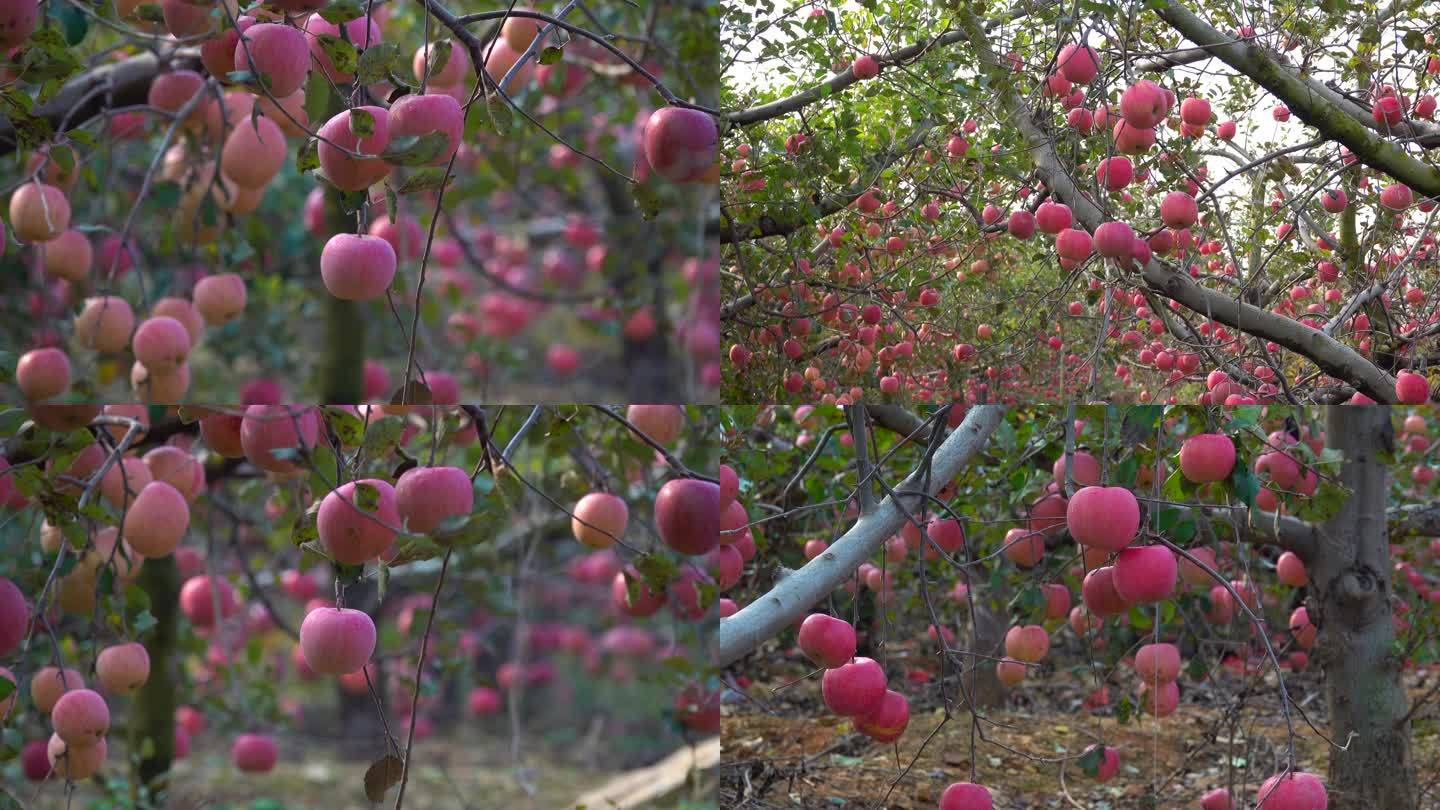 【4k原创】苹果园诱人的红苹果 苹果熟了