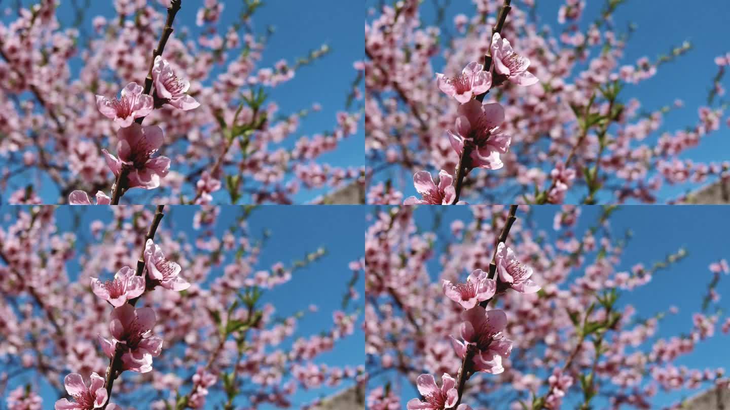 粉红色桃花粉红色桃花朵朵开春天