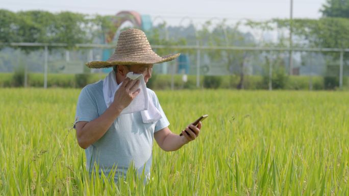 农民田地里使用手机