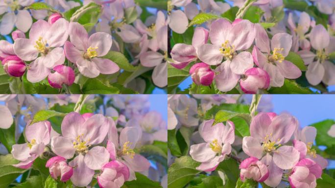 桃花在蓝色背景下以水平格式延时4k视频旋转并绽放。桃李在春天开花的视频。