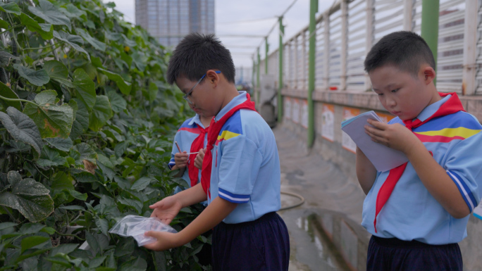 小学生户外种菜自然课