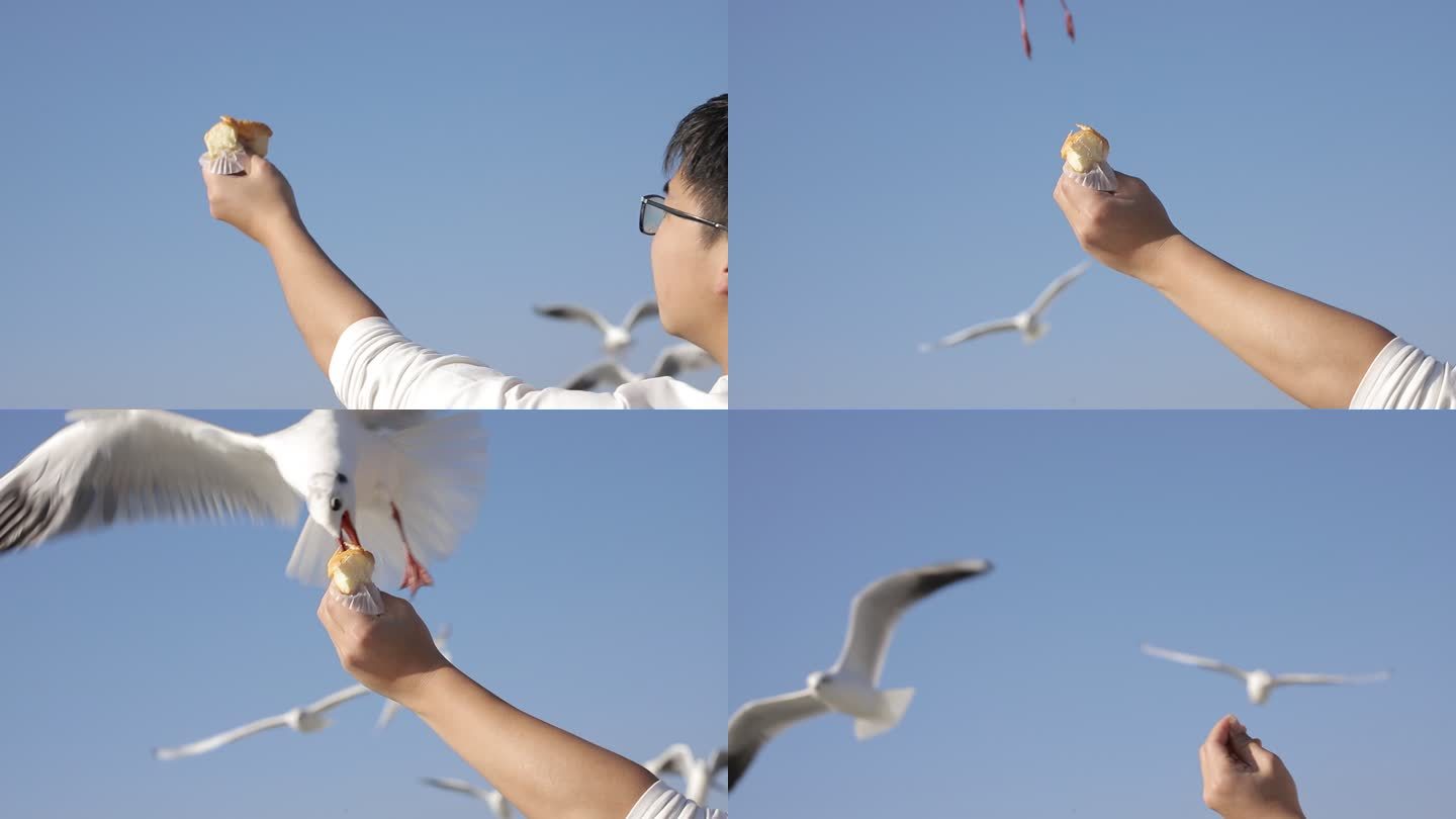 海边喂食海鸥实拍