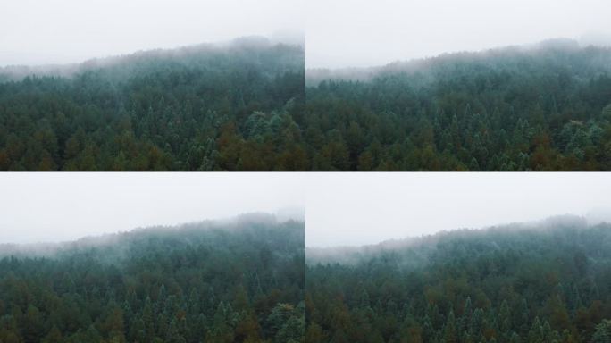 生态宣传片森林云雾缭绕自然保护青山绿水