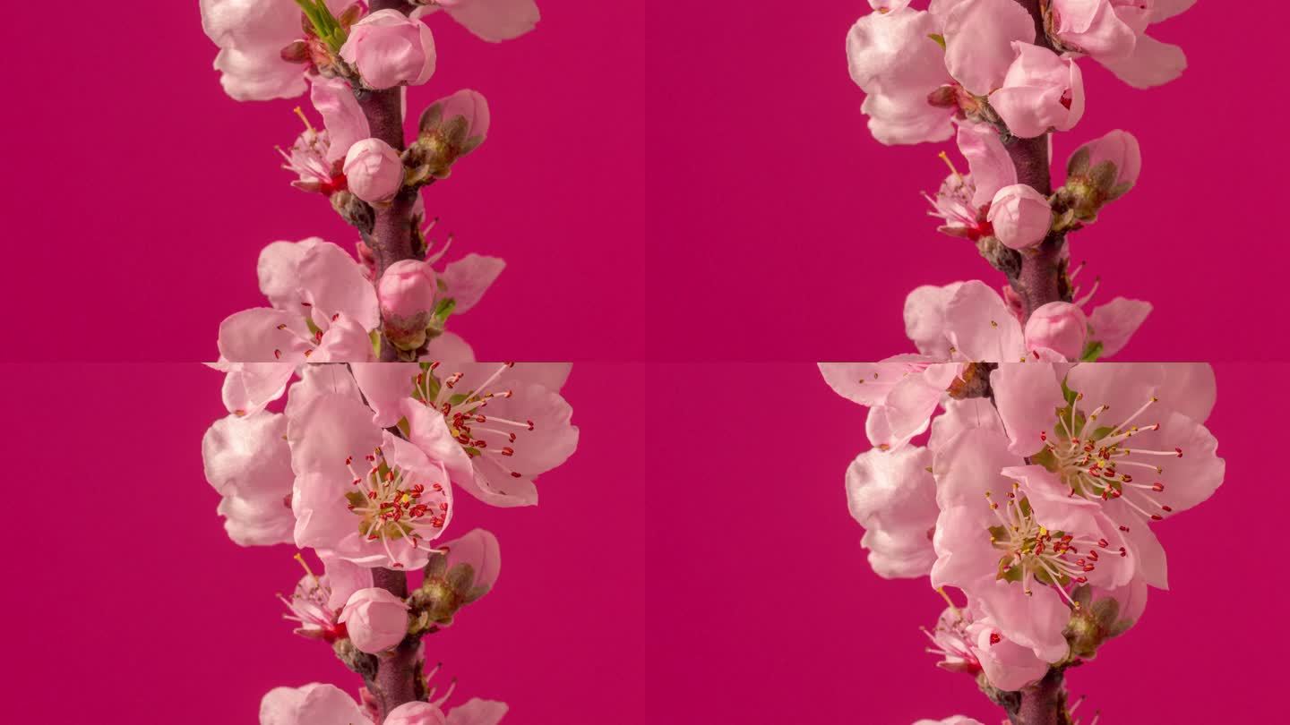 桃花盛开在水平格式延时4k视频中。桃李在春天开花的视频。垂直相机移动。