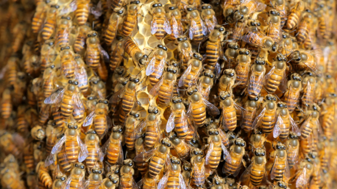 养蜂 蜜蜂窝