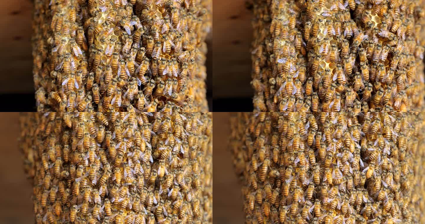 养蜂 蜜蜂窝