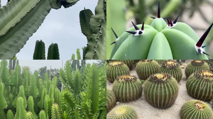 仙人掌 厦门植物园