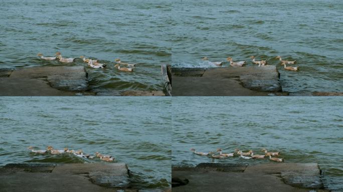 湖泊波浪里游泳的一群鸭子