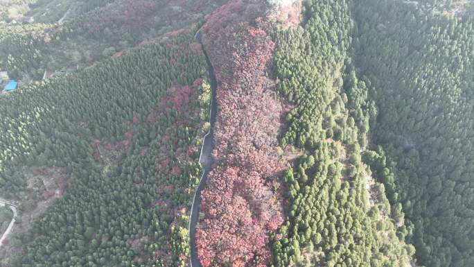 航拍济南蚰蜒山红叶