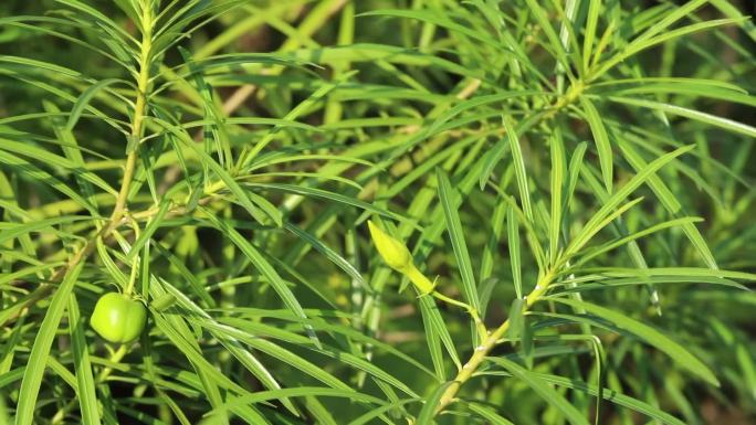 黄花夹竹桃 花蕾 黄花 绿果叶 茎 植株