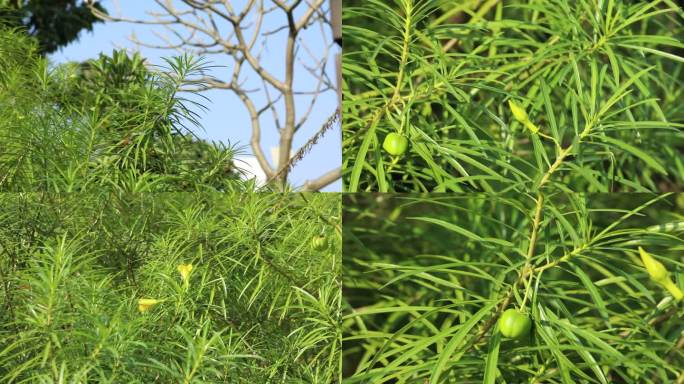 黄花夹竹桃 花蕾 黄花 绿果叶 茎 植株